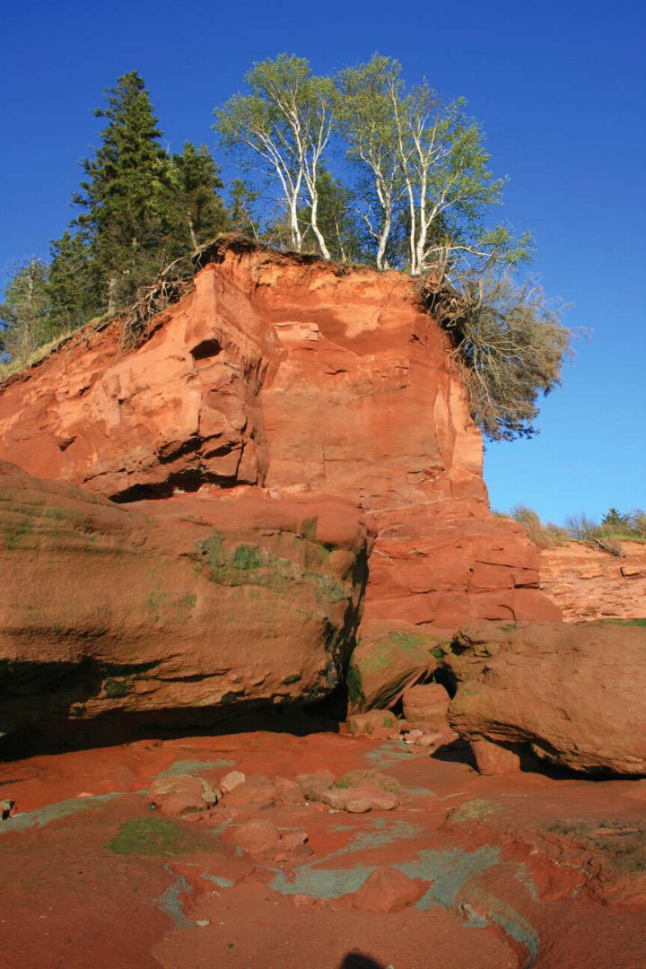 Bay of Fundy Trees