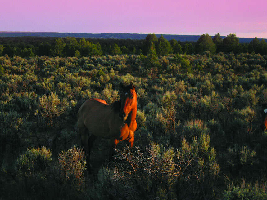 Horse in Sage Bushes Arizona
