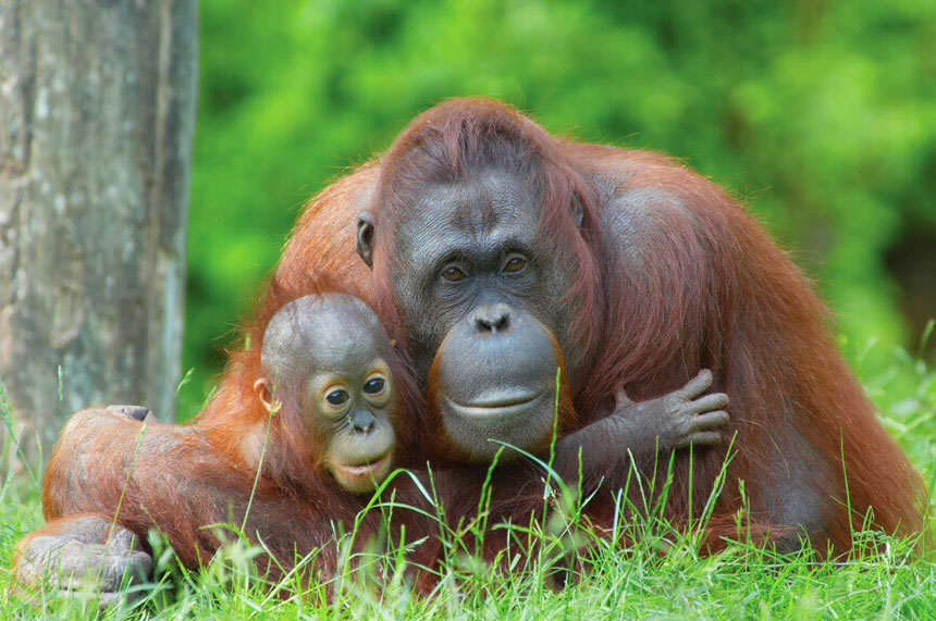 Orangutan Banda Aceh