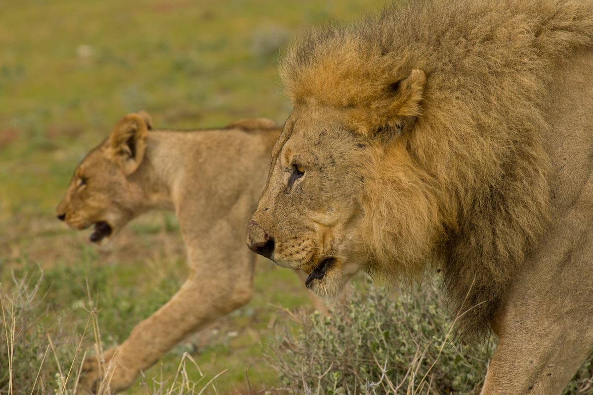 lion sighting namibia self drive safari